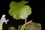 Lawn marshpennywort 